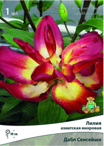 Луковица Лилии ПОИСК Дабл Сенсейшн