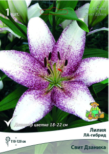 Луковица Лилии ПОИСК Свит Дзаника