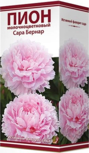 Корневище Пиона молочноцветкового ПОИСК Сара Бернар