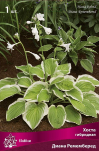 Корневище Хосты гибридной ПОИСК Диана Ремемберед