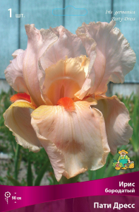 Луковица Ириса ПОИСК Пати Дресс