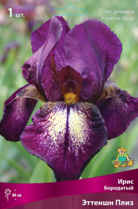 Луковицы ириса ПОИСК Эттеншн Плиз 1 шт