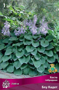 Корневище Хосты ПОИСК Блу Кадет