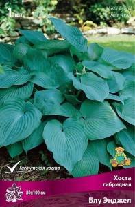 Корневище Хосты ПОИСК Блу Энджел