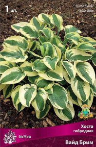 Корневище Хосты ПОИСК Вайд Брим