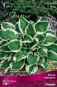 Корневище Хосты ПОИСК Карин