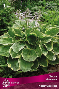 Корневища хоста ПОИСК Крисмас Три 1 шт