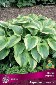 Корневище Хосты ПОИСК Форчуна Ауремаргината
