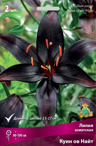 Луковицы лилий ПОИСК Куин оф Найт 1 шт