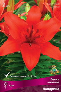 Луковица Лилии ПОИСК Лондрина