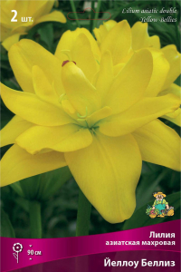 Луковицы лилий ПОИСК Йеллоу Беллиз 1 шт
