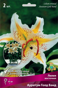 Луковица Лилии ПОИСК Ауратум Голд Бэнд