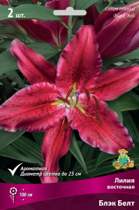 Луковицы лилий ПОИСК Блэк Белт 1 шт