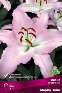 Луковицы лилий ПОИСК Марко Поло 1 шт