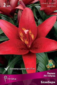Луковица Лилии ПОИСК Блэкберн