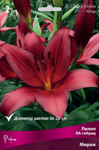 Луковица Лилии ПОИСК Мираж