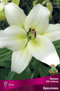 Луковица Лилии ПОИСК Эрколано