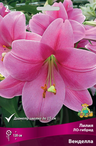 Луковицы лилий ПОИСК Венделла 1 шт