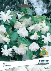 Луковица Бегонии ампельной ПОИСК Вайт