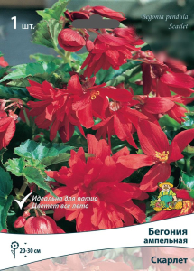 Луковица Бегонии ампельной ПОИСК Скарлет