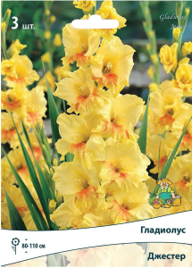 Луковицы Гладиолуса ПОИСК Джестер 3 шт