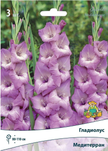 Луковицы Гладиолуса ПОИСК Медитерран 3 шт