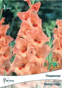 Луковицы Гладиолуса ПОИСК Питер Пирс 3 шт