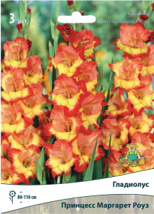 Луковицы гладиолус ПОИСК Принцесс Маргарет Роуз 3 шт