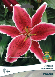 Луковица Лилии ПОИСК Ред Айз