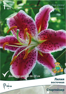 Луковица лилии ПОИСК Старгейзер