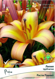 Луковица лилии ПОИСК Расти Планет