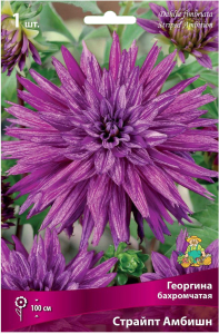 Клубень Георгины ПОИСК Страйпт Амбишн