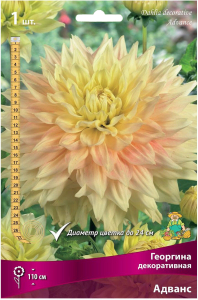 Клубень Георгины ПОИСК Адванс