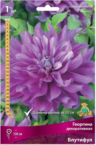 Клубень георгины ПОИСК Блутифул 1 шт