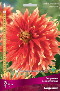 Семена Георгина многолетняя декоративная Бодейшс 1 шт