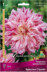 Клубень георгины ПОИСК Бристол Страйп 1 шт