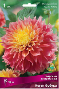 Клубень Георгины ПОИСК  Коган Фубуки