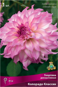 Клубень Георгины ПОИСК Колорадо Классик