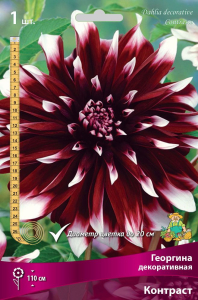 Семена Георгина многолетняя декоративная Контраст 1 шт