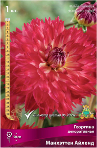 Клубень Георгины ПОИСК Манхеттен Айленд