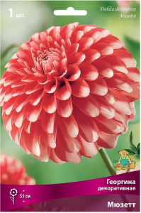Клубни георгины декоративной ПОИСК Мюзетт 1 шт