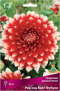 Клубень Георгины декоративной ПОИСК Ред энд Вайт Фубуки