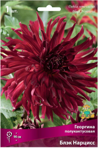 Клубень Георгины полукактусовой ПОИСК Блэк Нарцисс