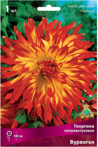 Клубни георгины полукактусовой ПОИСК Вурвогел 1 шт