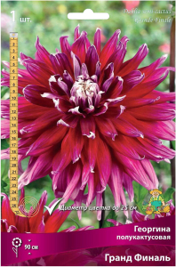 Клубень Георгины полукактусовой ПОИСК Гранд Финаль