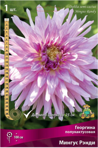 Луковицы георгины полукактусовой ПОИСК Мингус Рэнди 1 шт