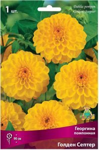 Луковица Георгины помпонной ПОИСК Голден Септер