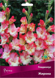 Луковицы Гладиолуса крупноцветкового ПОИСК Жирона 5 шт