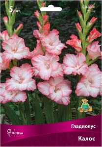 Луковицы Гладиолуса крупноцветкового ПОИСК Калос 5 шт