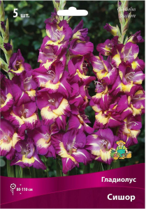 Луковицы гладиолуса крупноцветкового ПОИСК Сишор 5 шт